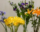 Floreciendo en Casa: Consejos Expertos para Cuidar tus Plantas