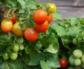 Las 10 hortalizas ideales para plantar en tu primer huerto